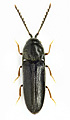 Microrhagus lepidus