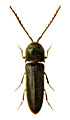 Microrhagus pyrenaeus