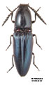 Miwacrepidius subcyaneus