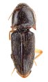 Monocrepidius nigricollis