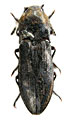 Mosotalesus cordalis