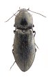 Mosotalesus gansuensis