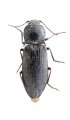 Mosotalesus janatai