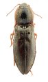 Mosotalesus kozloffi