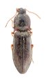 Mosotalesus kukunoori