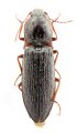 Mosotalesus mikyskai