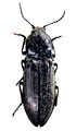 Mosotalesus surjakundensis