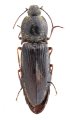 Mosotalesus tibetanus