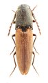 Mulsanteus kucerai