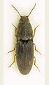 Negastrius arenicola