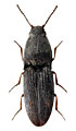 Negastrius arenicola