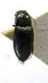 Negastrius nubilosus