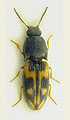 Negastrius pulchellus