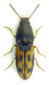 Negastrius sabulicola