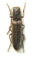 Neoathousius longicornis