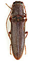 Neoathousius longicornis