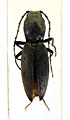 Neocardiophorus fausti