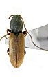 Neocardiophorus mamajevi