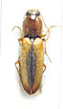 Neocardiophorus pilicornis