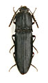 Neopristilophus gougeleti