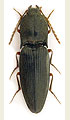 Neopristilophus insitivus