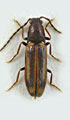 Odontoderus gurjevae