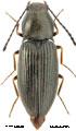 Oedostethus aeneocollis