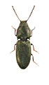 Oedostethus graniger