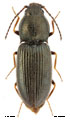 Oedostethus graniger