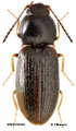 Oedostethus kolymensis