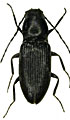 Oedostethus latissimus