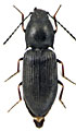 Oedostethus latissimus