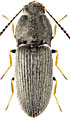 Oedostethus minutulus