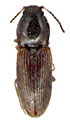 Oedostethus pektusanicus