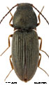 Oedostethus petrenkoi