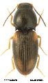 Oedostethus quadrillum