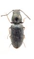 Oedostethus sichuanensis