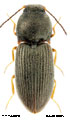 Oedostethus varians