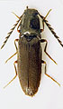 Orithales serraticornis