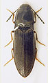 Orithales serraticornis