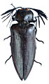 Oxynopterus annamensis