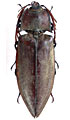 Oxynopterus palawanensis