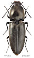 Paracardiophorus coreanus