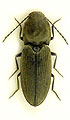 Paracardiophorus musculus