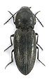 Paracardiophorus pullatus