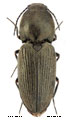 Paracardiophorus pullatus