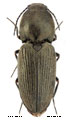 Paracardiophorus pullatus