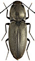 Paracardiophorus pullatus