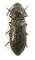 Paraphotistus auronebulosus