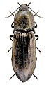 Paraphotistus auronebulosus